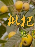 枇杷熟了