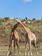 電影動(dòng)物搏擊俱樂(lè)部海報(bào)