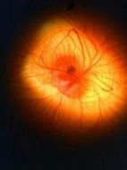 パルスの世界-エレクトロニクスと生體と-