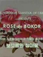 波哥山的玫瑰花