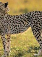 大型貓科動物日記家族史