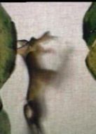 會(huì)搖尾巴的狼