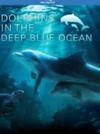 深藍(lán)色海洋里的海豚