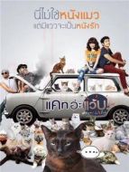 擅離職守的貓咪