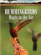 蜂鳥：空中舞者