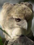 吃猴子的奧里諾科哈佩雕