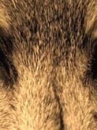 Wolfland劇情介紹(1-2全集)