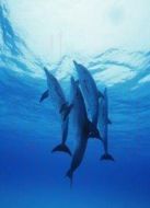 BBC：超級動物劇情介紹(1-10全集)