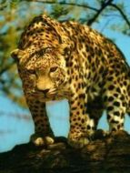 BBC：我的獵豹家族