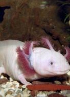 BBC：潮水潭里的隱秘生活