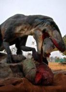 BBC：致命恐龍的真相劇情介紹(1-2全集)