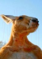 BBC：天生騙徒劇情介紹(1-3全集)