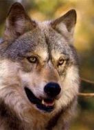 受輻射的狼群劇情介紹(1-1全集)