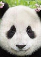 BBC：無比可愛的動(dòng)物劇情介紹(1-1全集)