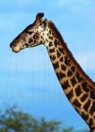 我的動(dòng)物朋友