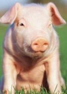 BBC：關(guān)于肉的真相