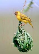 KBS：動(dòng)物的建筑術(shù)劇情介紹(1-3全集)