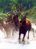 波西米亞 濕地的四季劇情介紹(1-1全集)