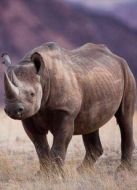 BBC：與犀牛的野外之旅劇情介紹(1-1全集)