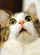 BBC：貓咪的秘密生活劇情介紹(1-1全集)