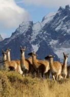 BBC：野性巴塔哥尼亞劇情介紹(1-3全集)