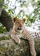 BBC：大貓日記（第八季）