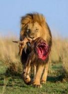 野性內(nèi)羅畢