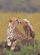 BBC：大貓日記（第五季）