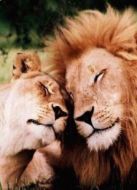 BBC:戀愛(ài)中的動(dòng)物劇情介紹(1-2全集)