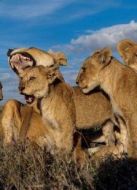 BBC：動(dòng)物群追逐者海報(bào)