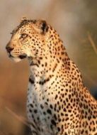 BBC：大貓日記之貝拉一家劇情介紹(1-1全集)