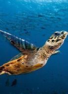 BBC：太平洋深淵