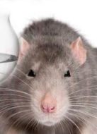 BBC：變種老鼠海報