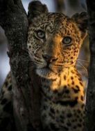 BBC：大貓日記（未剪輯版）劇情介紹(1-5全集)