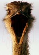 BBC：愛登堡的巨鳥