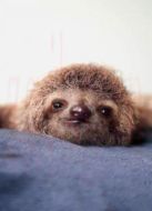 BBC：大自然的神奇遺孤劇情介紹(1-4全集)