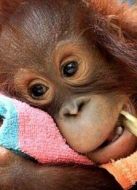 BBC：野性學(xué)校劇情介紹(1-6全集)