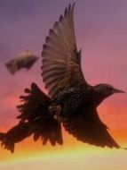 BBC：空中生活劇情介紹(1-3全集)