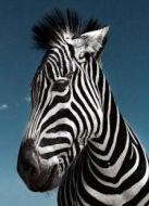 BBC：動(dòng)物百事通（第二季）劇情介紹(1-26全集)