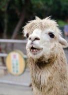 BBC：天才動(dòng)物