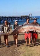 BBC：自然界怪奇事件 第四季海報(bào)