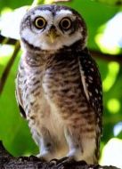 荒地戰(zhàn)士劇情介紹(1-1全集)