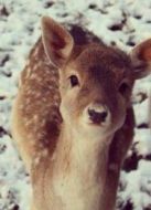 鹿王子劇情介紹(1-1全集)