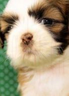 BBC：萌寵也瘋狂劇情介紹(1-2全集)