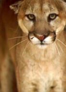 BBC：探尋美洲獅劇情介紹(1-1全集)