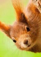 BBC：聰明的動物