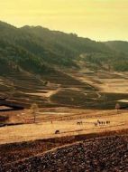 希望樹(shù)劇情介紹(1-6全集)