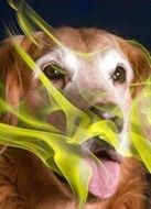 BBC：狗能聞出癌癥嗎劇情介紹(1-1全集)