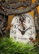 BBC：螞蟻王國劇情介紹(1-1全集)