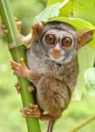 BBC：眼鏡猴的故事劇情介紹(1-24全集)